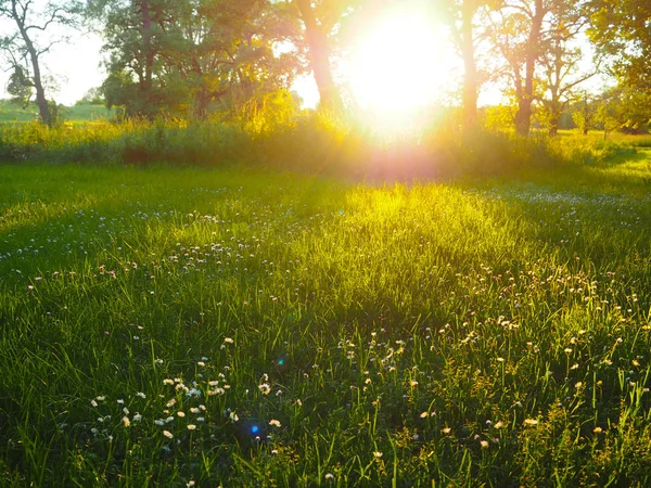 Pradera Iluminada Con Margaritas Árboles Fondo — Foto de Stock