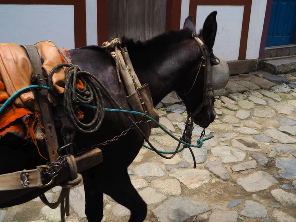 siyah at Parati, Brezilya'da araba çeker