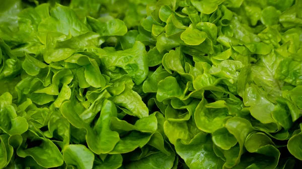 Friss endívia saláta makró a piacról — Stock Fotó