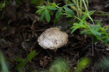Çimenlerdeki orman mantarları. Vahşi mantarların katedrali.