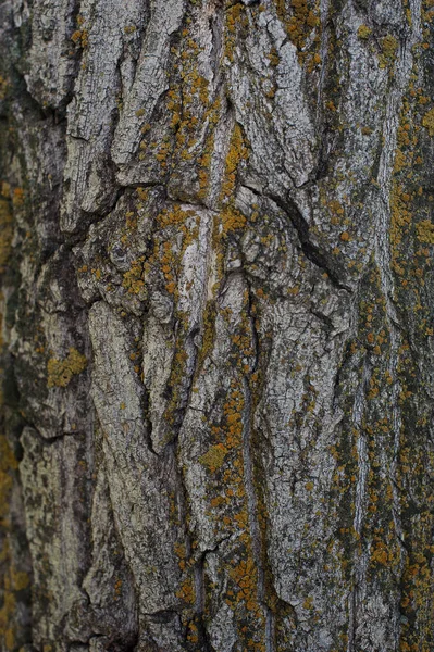 색깔의 이끼가 나무껍질 — 스톡 사진