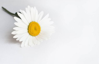 Hafif arka planda büyük bir papatya çiçeği. Mesaj için yer var. Sıcak romantik fotoğraf.