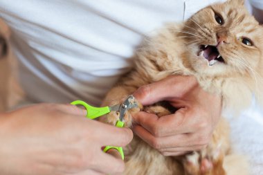 Kırmızı kedinin tırnakları özel bir makasla kesilir.