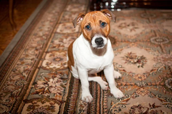 Jack Russell Terrier Images - Search Images on Everypixel