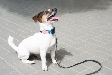Yazın parkta yürüyüş yapan bir Jack Russell köpeği yukarı bakar.
