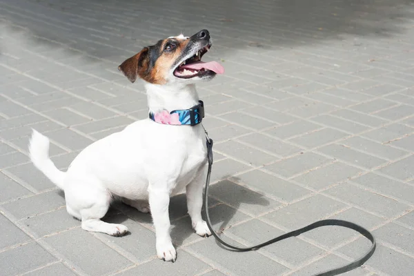 Yazın parkta yürüyüş yapan bir Jack Russell köpeği yukarı bakar.