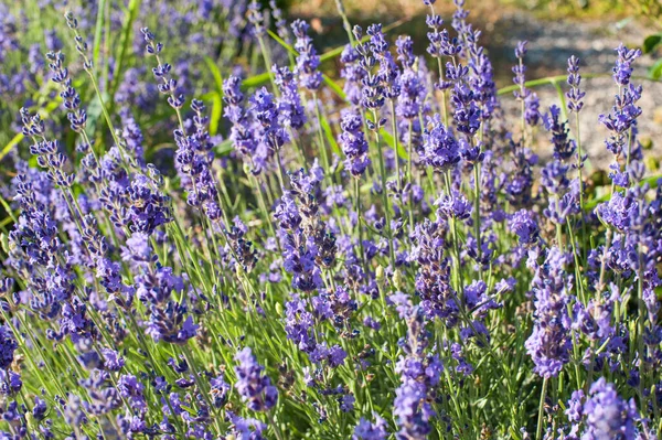 Lavendel Bloemen Close Zomer Foto — Stockfoto