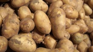 Patates, yeni mahsul. Tezgaha saçılmış.