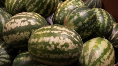 Karpuzlar, yeni mahsul. Tezgahın üstündeler.