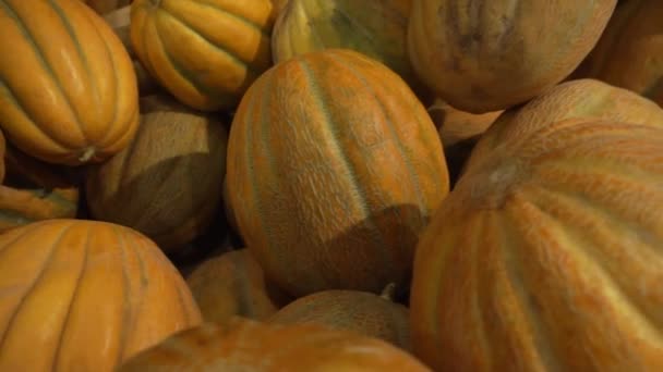 Melons Nouvelle Récolte Ils Sont Sur Comptoir — Video
