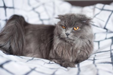 İskoç soyunun gri tüylü kedisi yatakta yatıyor ve ciddi ciddi bakıyor. 