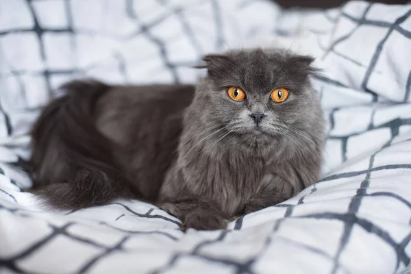 Chat Moelleux Gris Race Écossaise Pliante Est Couché Sur Lit — Photo