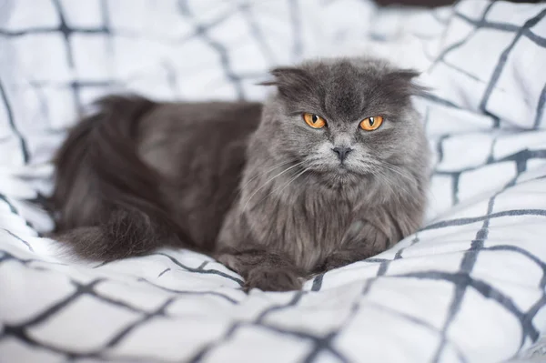 苏格兰品种的灰绒毛猫躺在床上 严肃地看着摄像机 — 图库照片