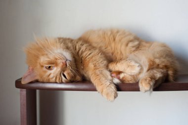 Kırmızı tüylü kedi arka planda yatar.. 