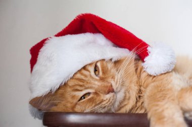 Kırmızı bir kedi Noel Baba şapkasıyla bir rafta yatıyor.