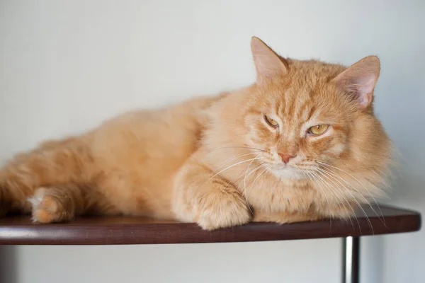 明るい背景に赤いふわふわの猫 クローズアップ肖像画 — ストック写真