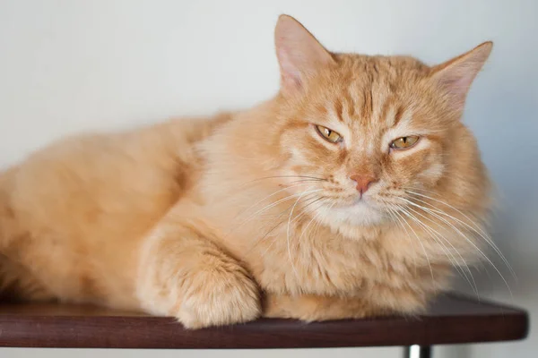 明るい背景に赤いふわふわの猫 クローズアップ肖像画 — ストック写真