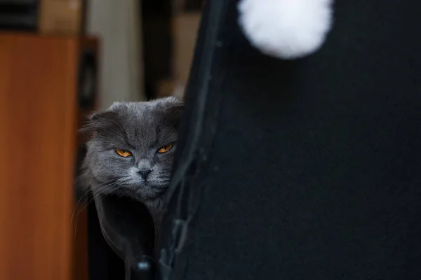Szary Lop Ucho Kot Dużymi Oczami Wyjrzał Zza Krzesła — Zdjęcie stockowe