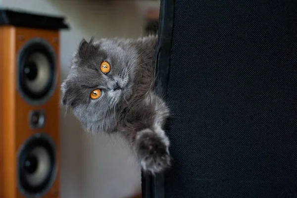 Gray Lop Eared Cat Large Eyes Peeks Out Chair — Stock Photo, Image