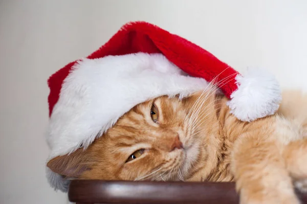 Gatto Rosso Sdraiato Uno Scaffale Cappello Babbo Natale — Foto Stock