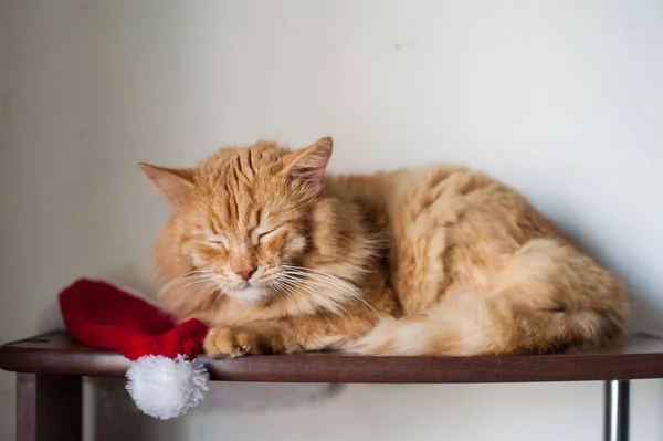 赤い猫は光の背景でサンタの帽子の上で眠る — ストック写真