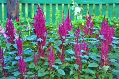 Kan amaranth. Amaranthus cruentus besleyici elyaf amaranth tahıl verimleri çiçekli bir bitki türüdür. Bir tahıl kaynağı olarak yetiştirilen üç Amaranthus türünden biridir, diğer iki bei