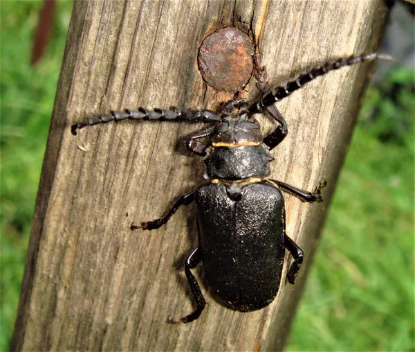 Cuchilla Escarabajo Capricornio Cerambycidae —  Fotos de Stock
