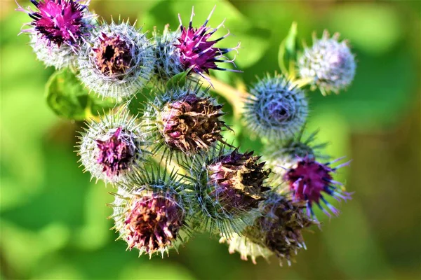 mızrak devedikeni. Wild Meadow Common Agrimony Stok Görüntü - Ot Görüntü