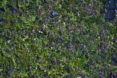 bir ağaç yakın çekim yeşil yosun.bitkilerin dokusu.