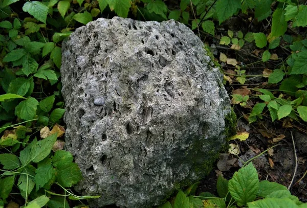 석회암은 화석화된 유기체로 구성된 고도로 화석석석입니다 — 스톡 사진