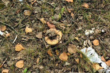  çim yakın - yukarı, doğal doku