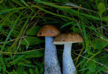 iki mantar closeup.nature doku elinde