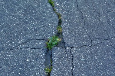 yeşil çimasfaltbir çatlak yetişir.bitki yaşamının doğuşu
