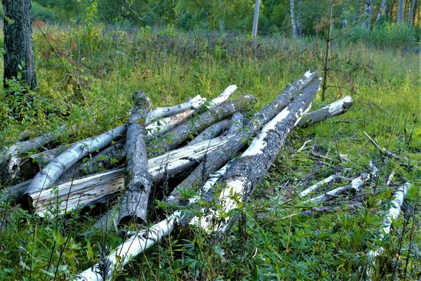 old felled tree trunks lie in the forest