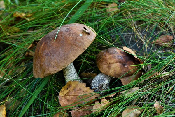 Den Händen Von Zwei Pilzen Aus Nächster Nähe — Stockfoto