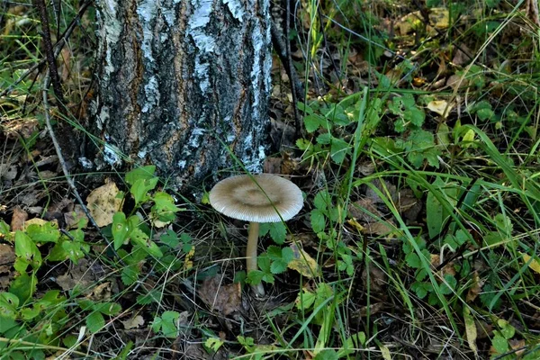 Waldbeschaffenheit Grau Giftiger Pilz Wächst Auf Dem Hintergrund Der Birke — Stockfoto