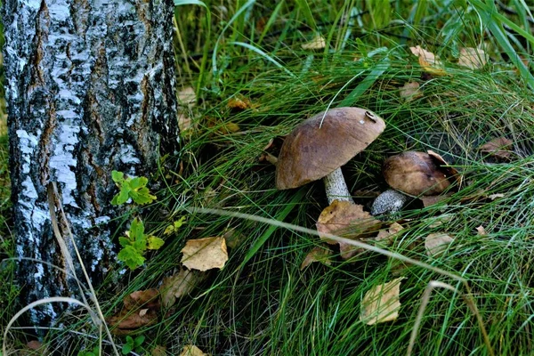 Rękach Dwóch Grzybów Zbliżenie Natura Tekstura — Zdjęcie stockowe