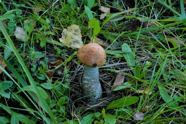 Den Händen Von Zwei Pilzen Aus Nächster Nähe — Stockfoto