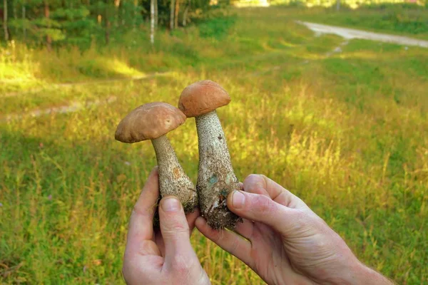 Nas Mãos Dois Cogumelos Closeup Nature Textura — Fotografia de Stock