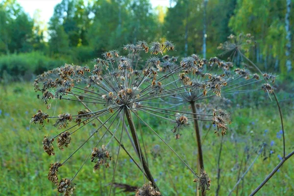 Tvåårig Eller Flerårig Örtartade Växter Art Släktet Kupyr Familj Paraply — Stockfoto