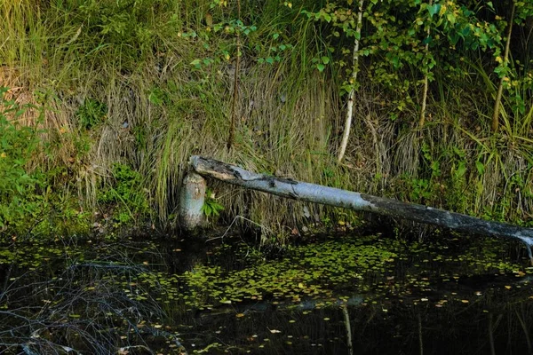 Flotsam Árvore Após Trabalho Castor — Fotografia de Stock