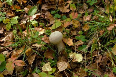 sarı yeşillik bir arka plan üzerinde genç bir mantar yağmurluk beyaz renk