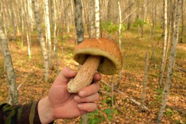 elinde mantar closeup.nature doku