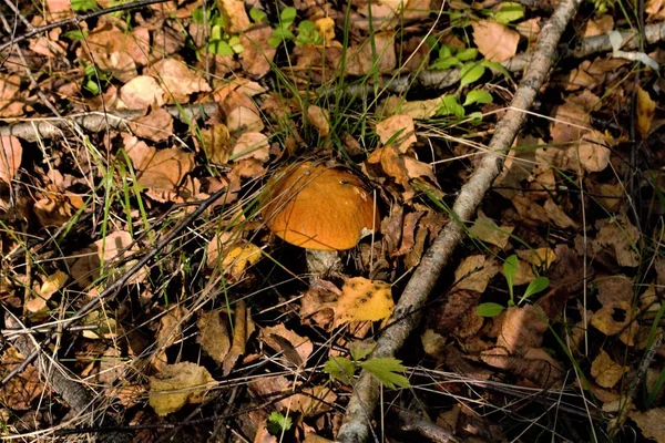 Hands Mushroom Closeup Nature Texture — Stock Photo, Image