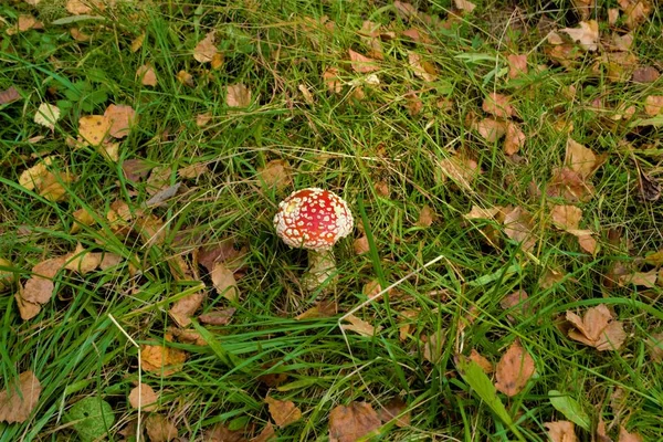 Vermelho Bonito Cogumelo Cogumelo Fica Sozinho Floresta Entre Grama Nature — Fotografia de Stock