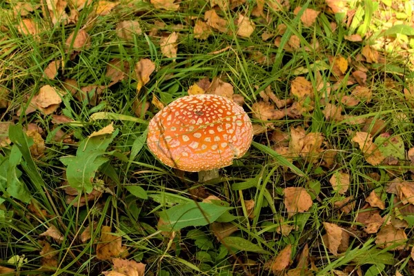 Vermelho Bonito Cogumelo Cogumelo Fica Sozinho Floresta Entre Grama Nature — Fotografia de Stock