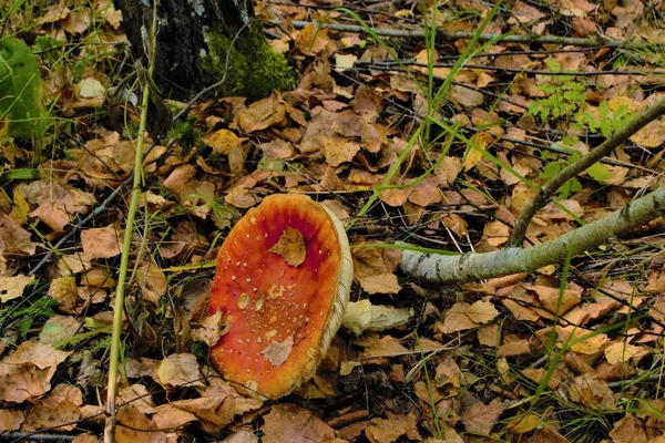 Vermelho Bonito Cogumelo Cogumelo Fica Sozinho Floresta Entre Grama Nature — Fotografia de Stock