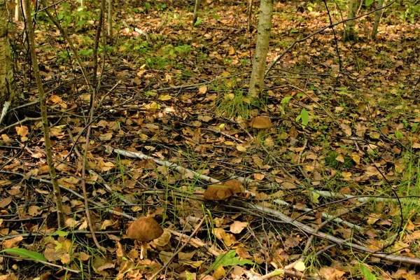 Händerna Svamp Närbild Natur Konsistens — Stockfoto