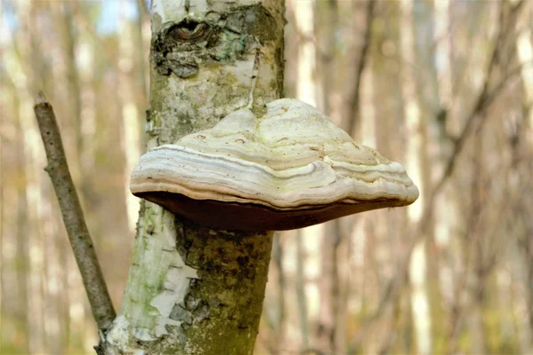Cogumelo Chaga Branco Tronco Árvore — Fotografia de Stock