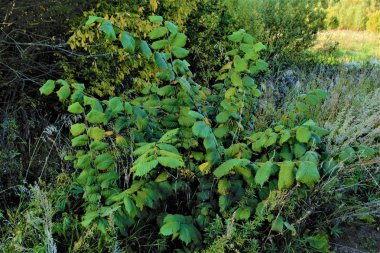 genç bir ağaç-karaağaç.nature doku yeşil yaprakları
